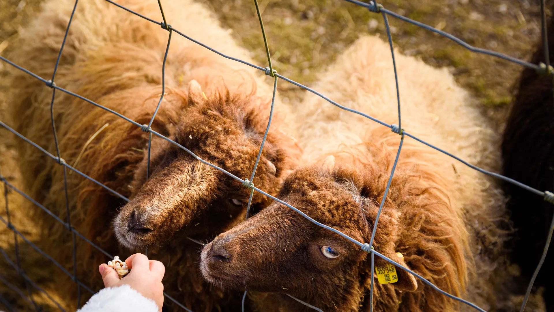 الأغنام والماعز السياج