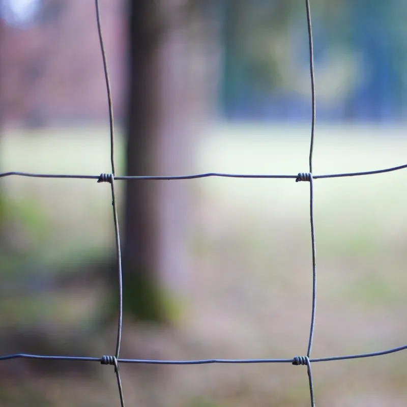 الأغنام والماعز السياج