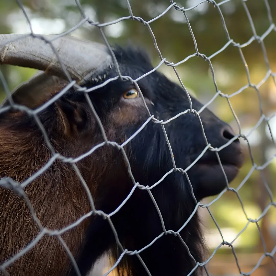 الأغنام والماعز السياج