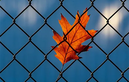 تفوق آنبينغ شبكة سلكية في سوق أمريكا الشمالية