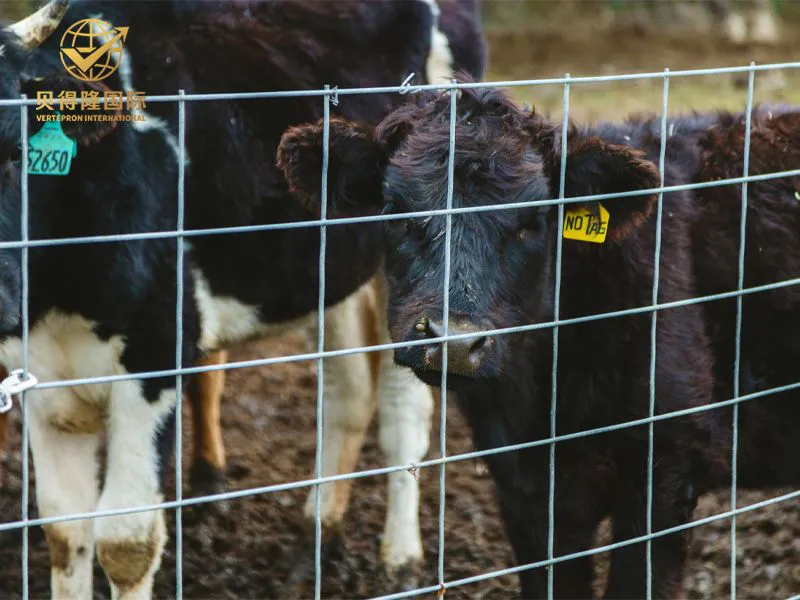 سياج الماشية والبيسون