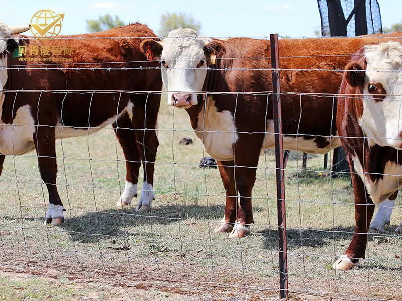 سياج الماشية والبيسون