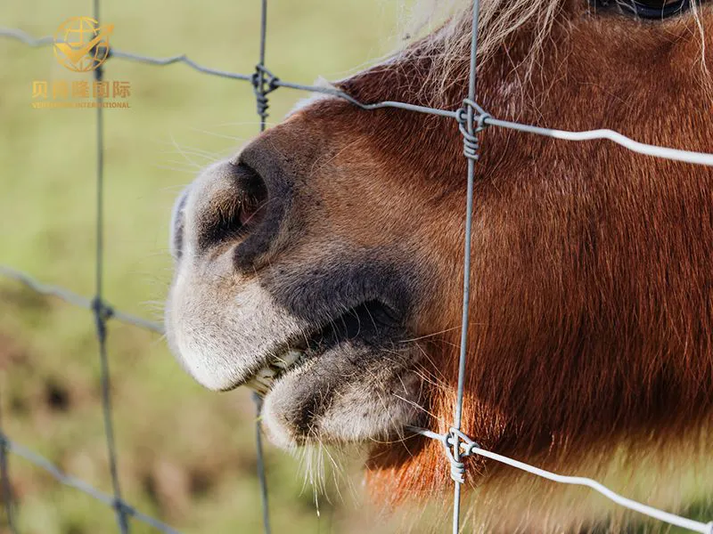سياج الخيول