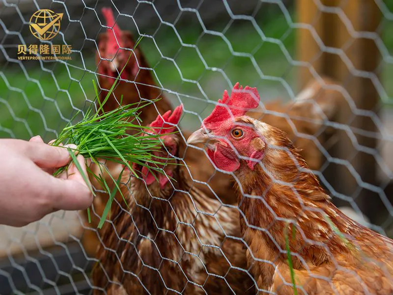 سياج الدواجن