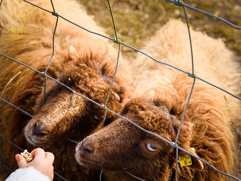 الأغنام والماعز السياج