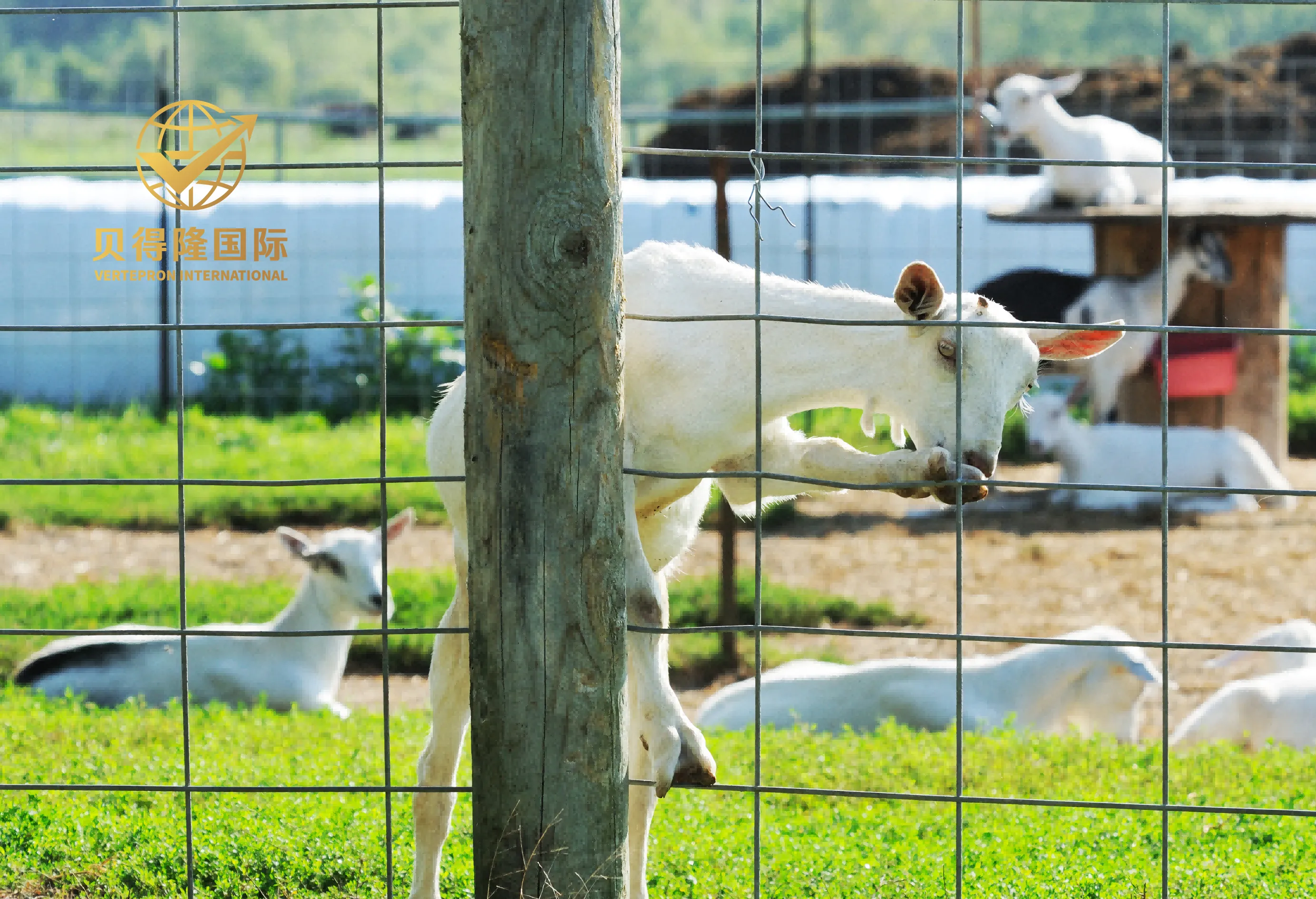 الأغنام والماعز السياج