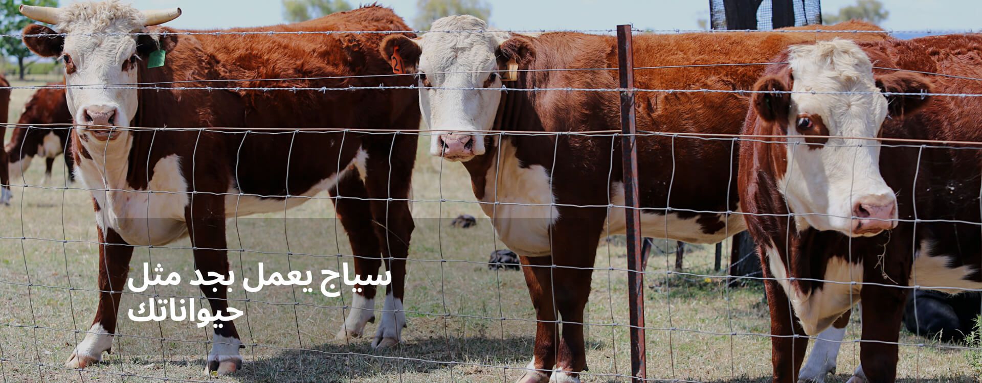 سياج الماشية والبيسون